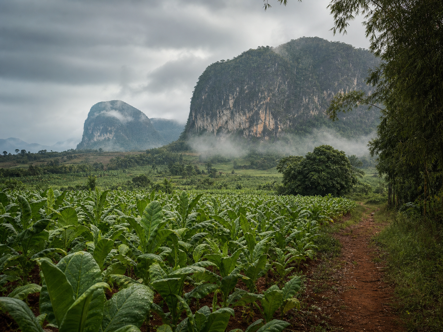 Vallée de Viñales après la pluie