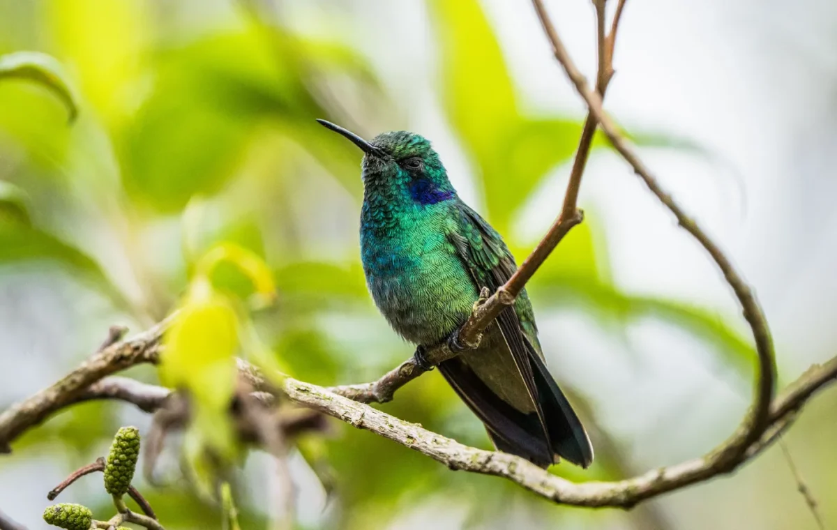 Oiseau dans une forêt tropicale cubaine