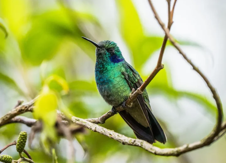 Oiseau dans une forêt tropicale cubaine
