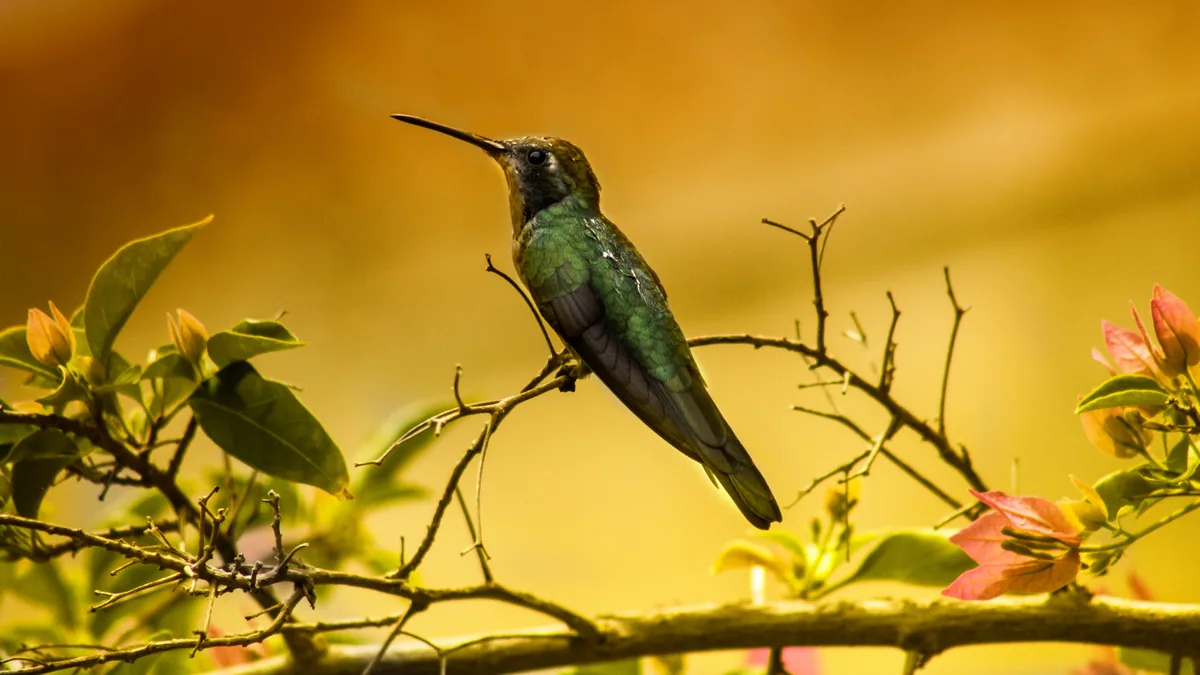 Oiseau tropical observé dans la végétation cubaine