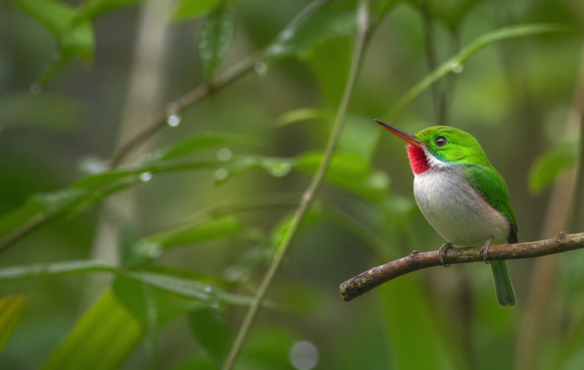 Todier de Cuba posé dans une forêt tropicale