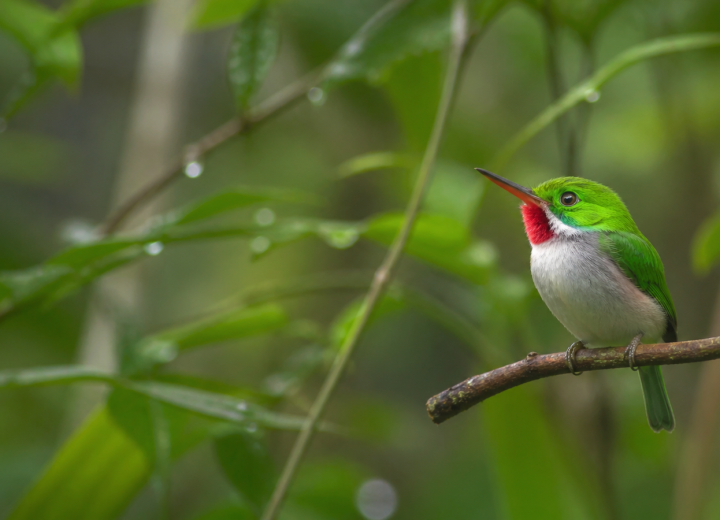 Todier de Cuba posé dans une forêt tropicale