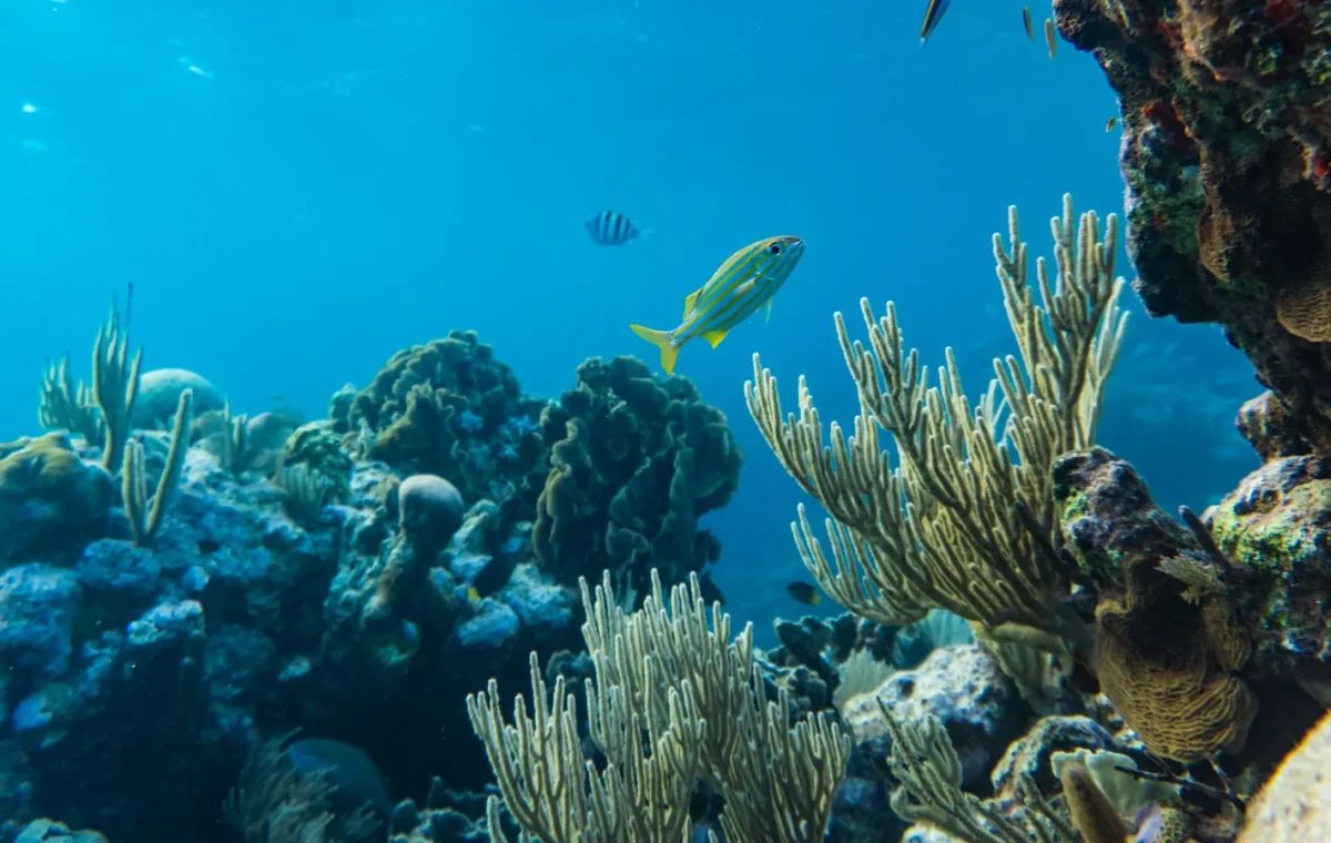 Plongeur au-dessus d'un récif corallien dans les Caraïbes
