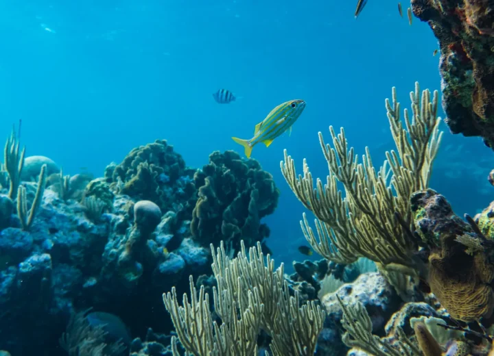 Plongeur au-dessus d'un récif corallien dans les Caraïbes