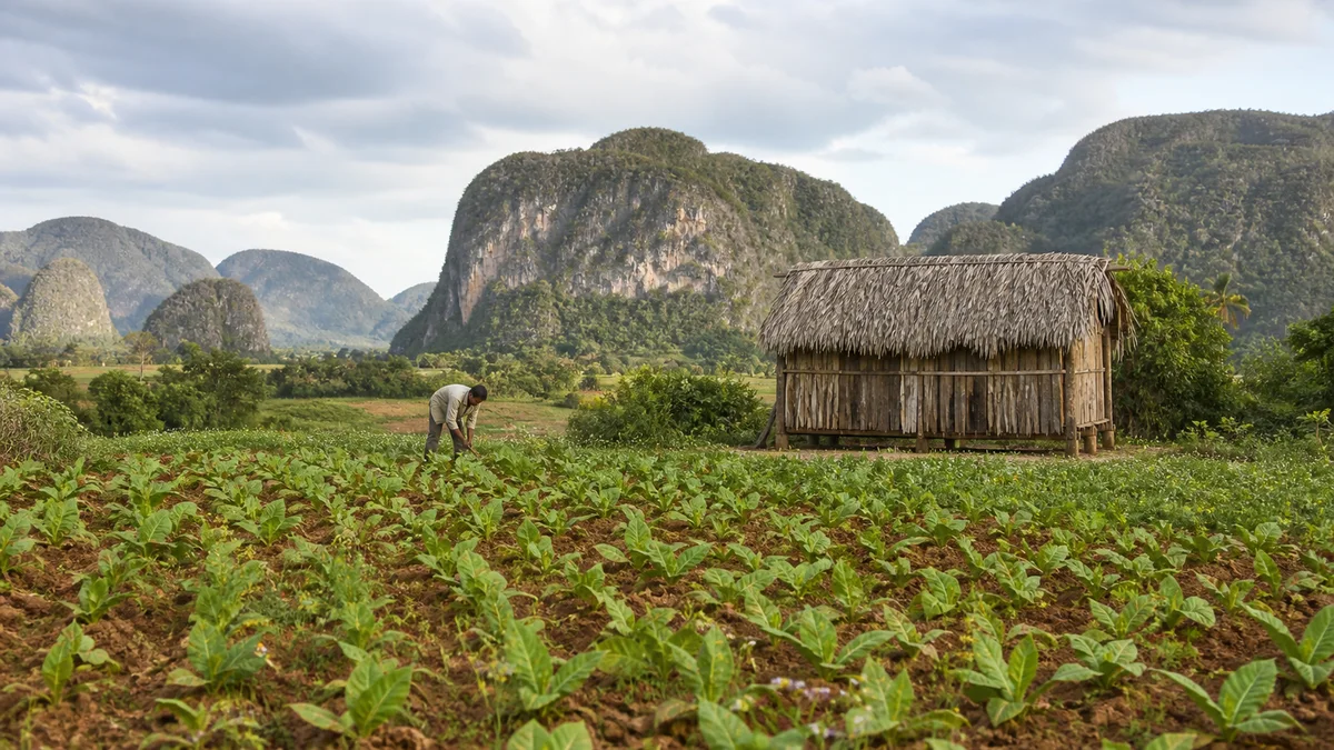 Plantation de tabac au pied des mogotes de Viñales